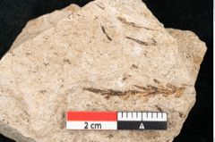 Foto (Detailansicht) von Sequoia hardtii Endl. (NHMW-GEO-2024-0188-8250)